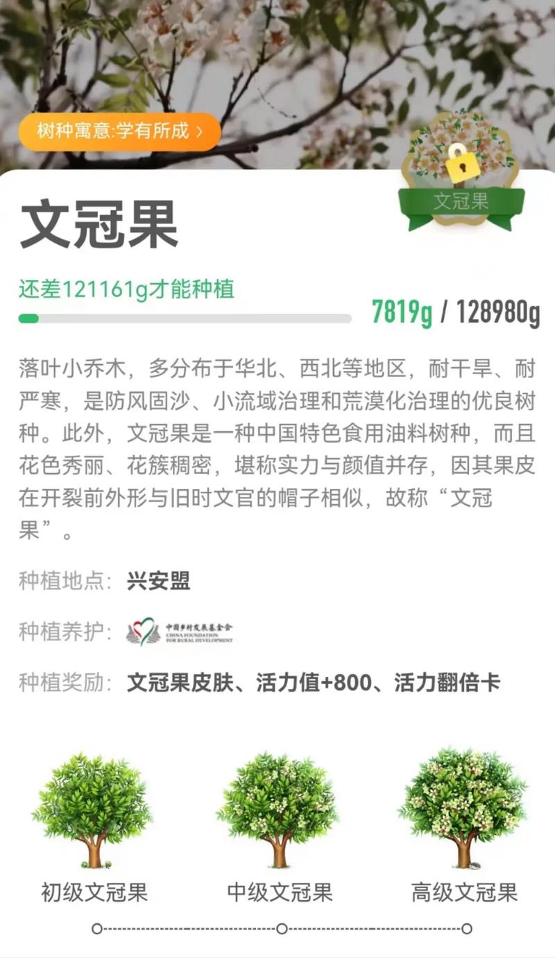 文冠果怎么种植，文冠果怎么种植?-第3张图片-优品飞百科