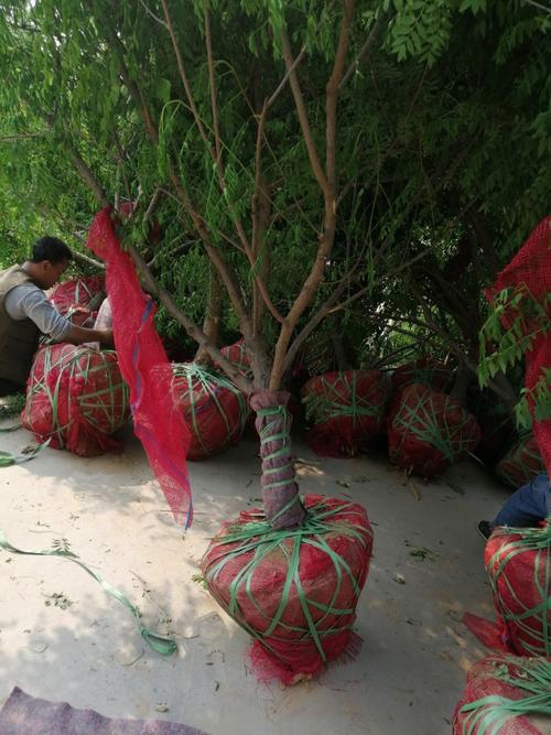 文冠果怎么种植，文冠果怎么种植?-第4张图片-优品飞百科