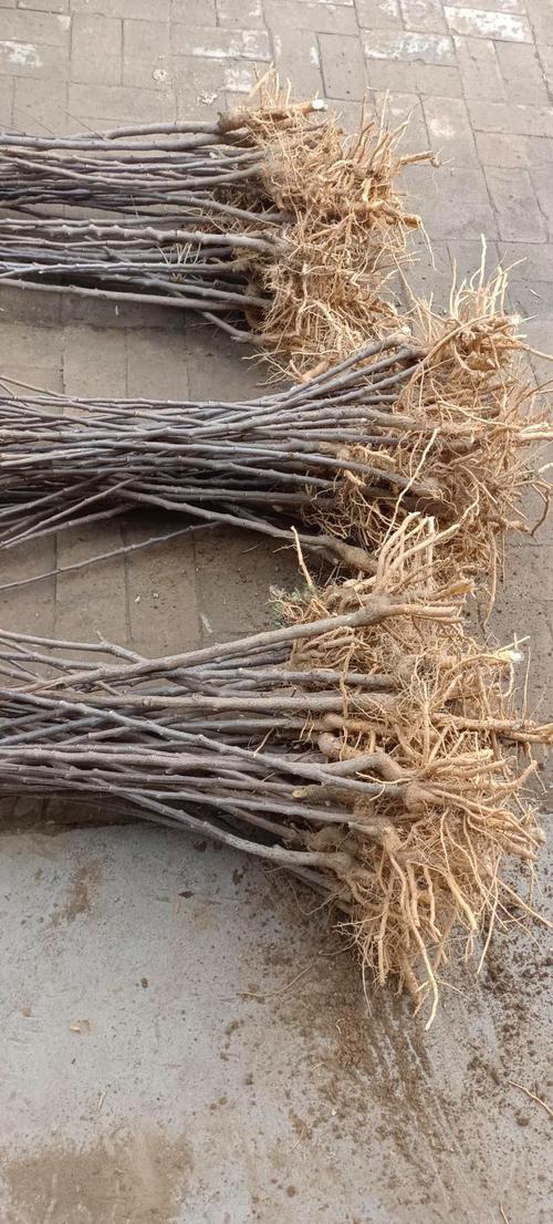 文冠果怎么种植，文冠果怎么种植?-第5张图片-优品飞百科