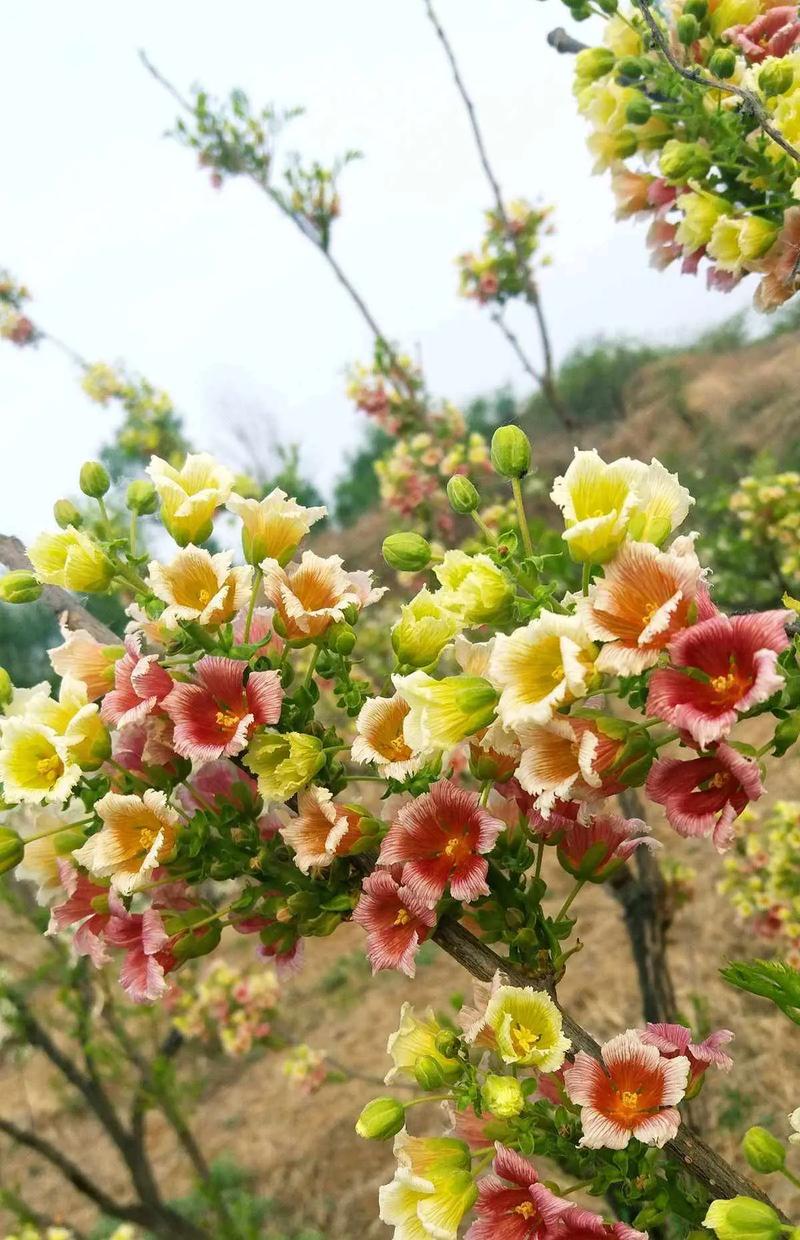 文冠果怎么种植，文冠果怎么种植?-第6张图片-优品飞百科