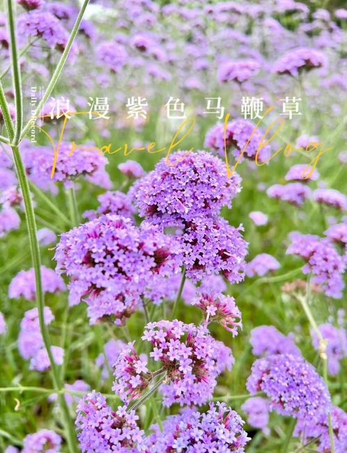 薰衣草是马鞭草吗，薰衣草与马鞭草