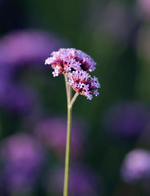 薰衣草是马鞭草吗，薰衣草与马鞭草-第2张图片-优品飞百科