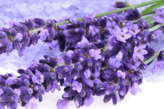 薰衣草是马鞭草吗，薰衣草与马鞭草-第3张图片-优品飞百科