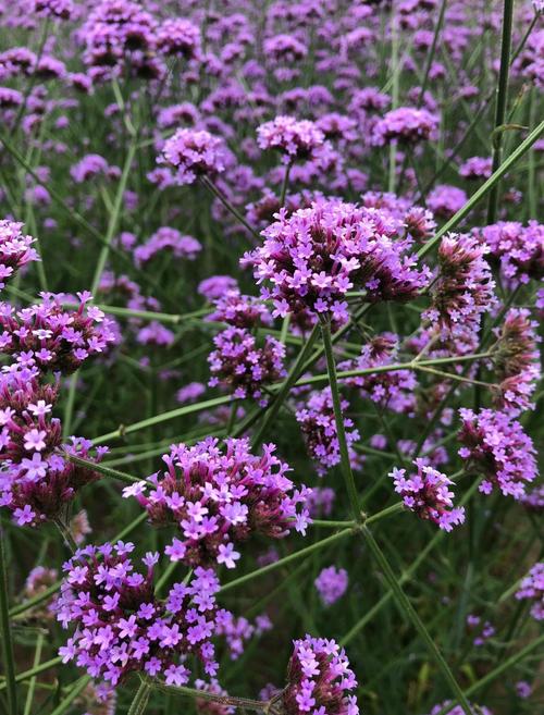 薰衣草是马鞭草吗，薰衣草与马鞭草-第4张图片-优品飞百科