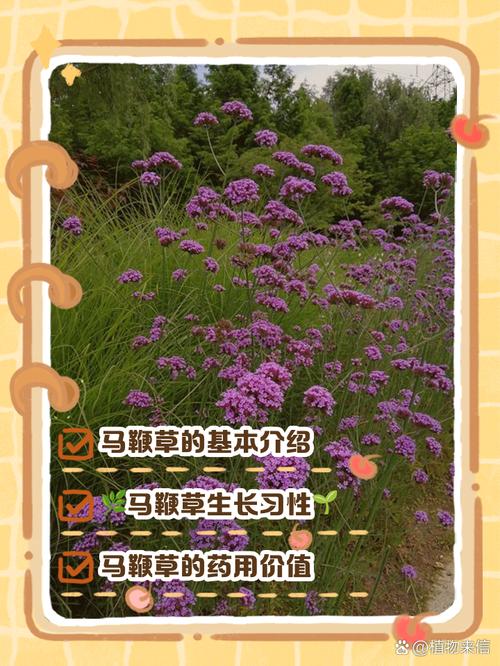 薰衣草是马鞭草吗，薰衣草与马鞭草-第5张图片-优品飞百科