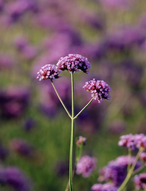 薰衣草是马鞭草吗，薰衣草与马鞭草-第6张图片-优品飞百科