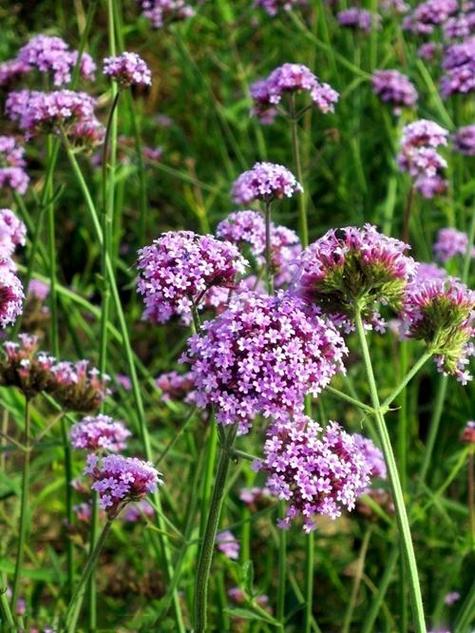 薰衣草是马鞭草吗，薰衣草与马鞭草-第7张图片-优品飞百科