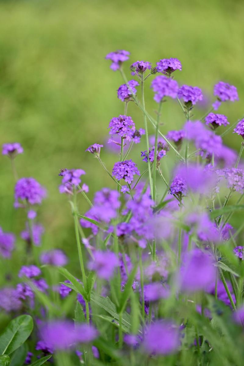 薰衣草是马鞭草吗，薰衣草与马鞭草-第8张图片-优品飞百科