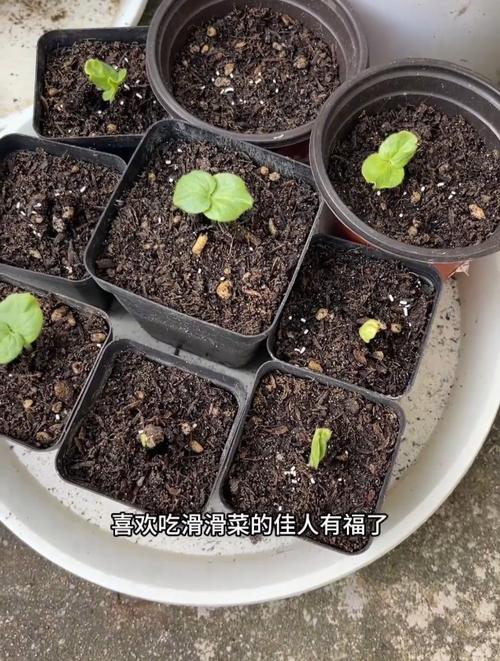 秋葵繁殖方式，秋葵的栽种-第2张图片-优品飞百科