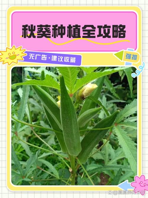 秋葵繁殖方式，秋葵的栽种