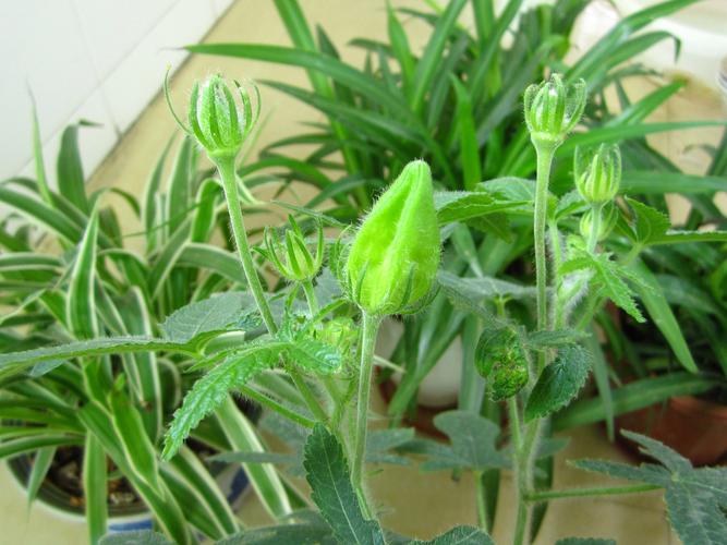 秋葵繁殖方式，秋葵的栽种-第3张图片-优品飞百科