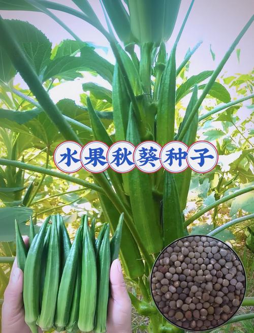 秋葵繁殖方式，秋葵的栽种-第4张图片-优品飞百科