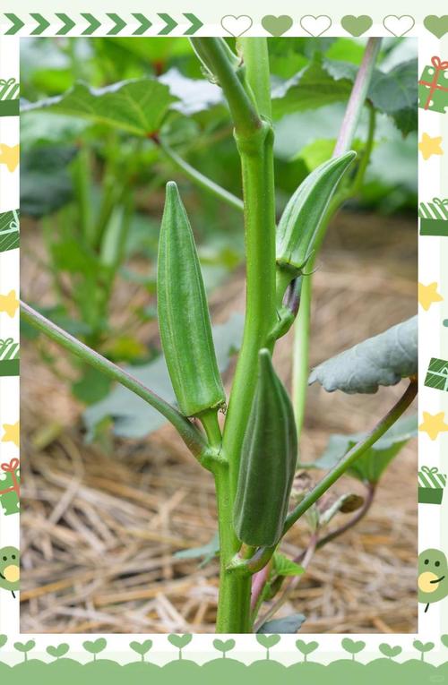 秋葵繁殖方式，秋葵的栽种-第5张图片-优品飞百科