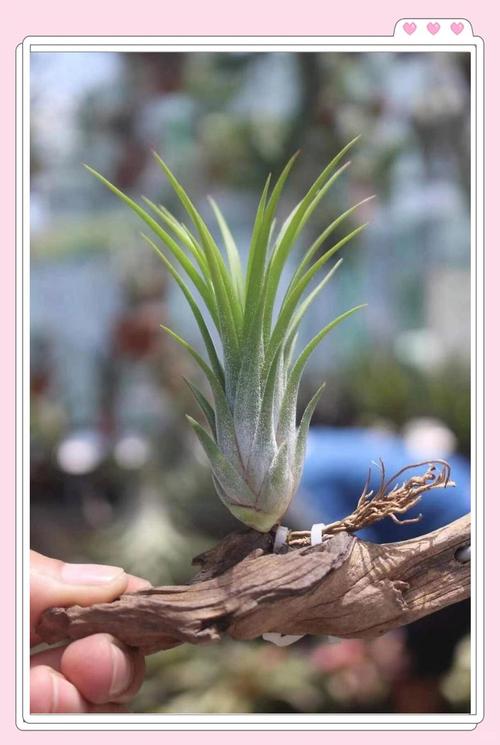 空气凤梨的养殖方法和注意事项？空气凤梨喜阴还是喜阳？