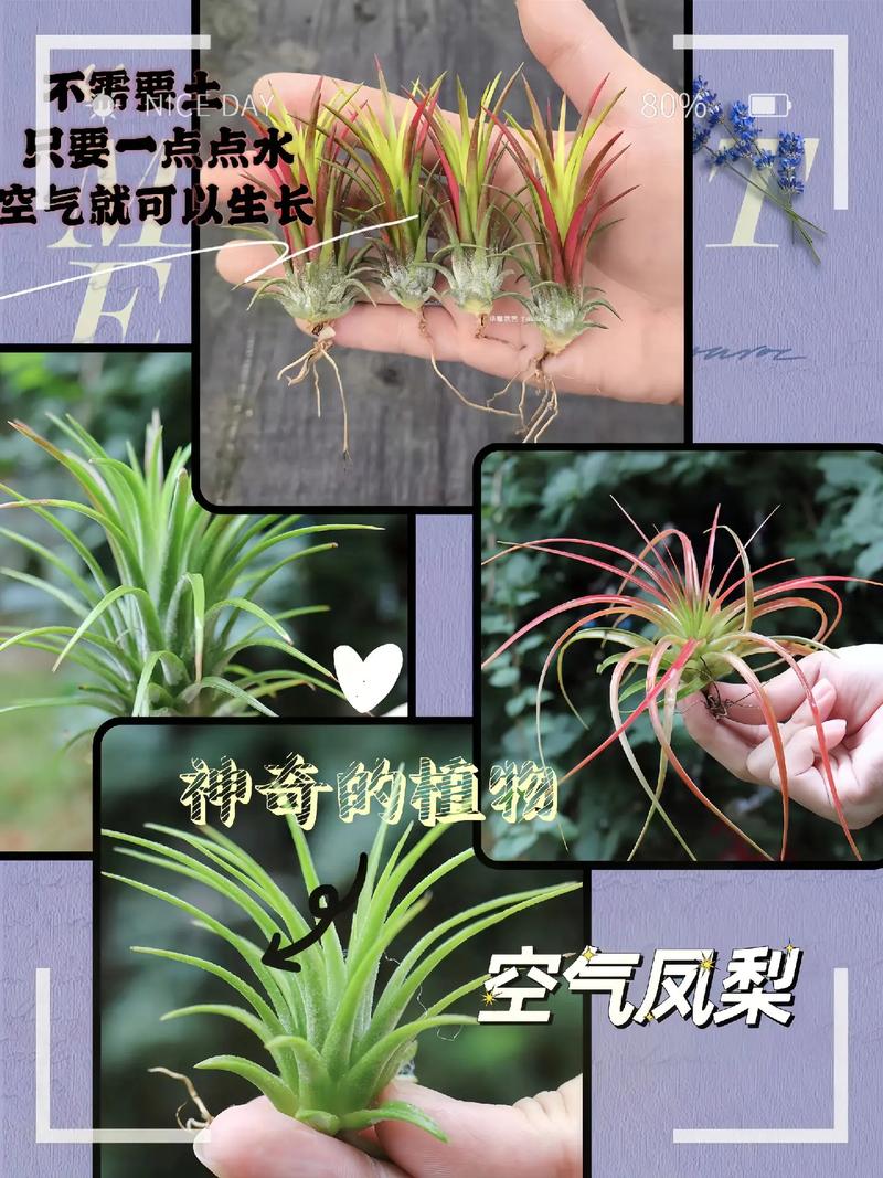 空气凤梨的养殖方法和注意事项？空气凤梨喜阴还是喜阳？-第2张图片-优品飞百科