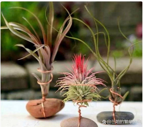 空气凤梨的养殖方法和注意事项？空气凤梨喜阴还是喜阳？-第3张图片-优品飞百科