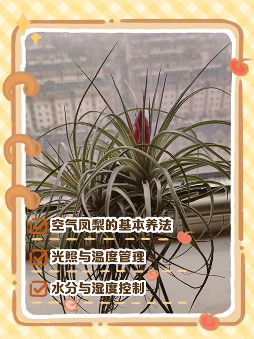 空气凤梨的养殖方法和注意事项？空气凤梨喜阴还是喜阳？-第4张图片-优品飞百科