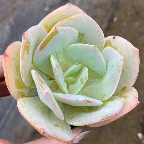 老桩多肉怎么养？老桩多肉怎么养护和浇水？