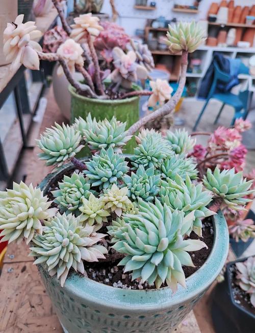 老桩多肉怎么养？老桩多肉怎么养护和浇水？-第2张图片-优品飞百科