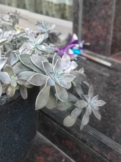 老桩多肉怎么养？老桩多肉怎么养护和浇水？-第3张图片-优品飞百科