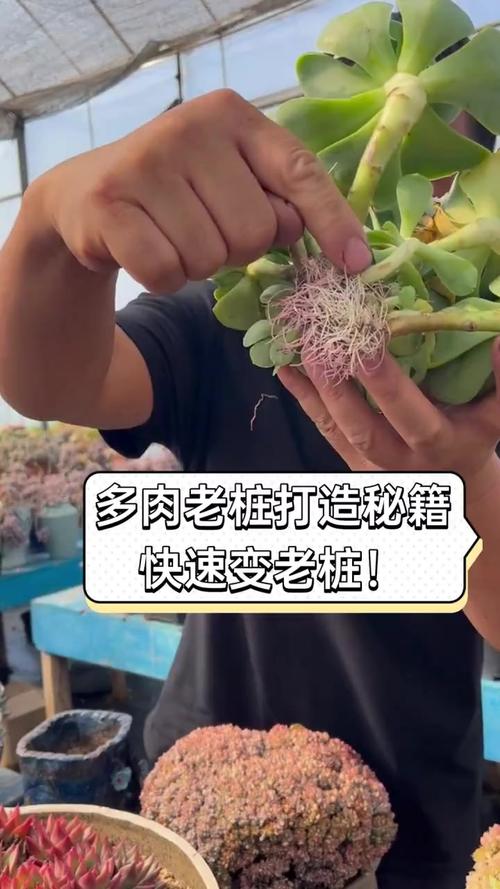 老桩多肉怎么养？老桩多肉怎么养护和浇水？-第4张图片-优品飞百科