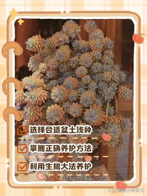 老桩多肉怎么养？老桩多肉怎么养护和浇水？-第5张图片-优品飞百科