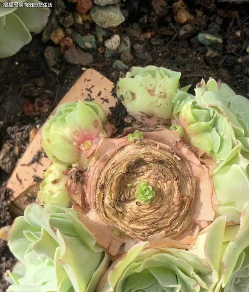 老桩多肉怎么养？老桩多肉怎么养护和浇水？-第6张图片-优品飞百科