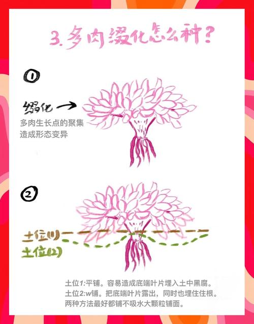 怎样诱导多肉缀化，怎么能让多肉缀化？