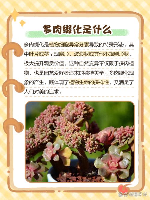 怎样诱导多肉缀化,怎么能让多肉缀化?-第2张图片-优品飞百科 怎样诱导多肉缀化,怎么能让多肉缀化?-第2张图片-优品飞百科