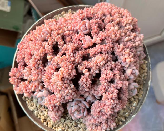 怎样诱导多肉缀化,怎么能让多肉缀化?-第3张图片-优品飞百科 怎样诱导多肉缀化,怎么能让多肉缀化?-第3张图片-优品飞百科