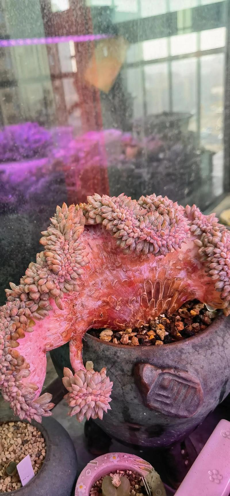 怎样诱导多肉缀化,怎么能让多肉缀化?-第4张图片-优品飞百科 怎样诱导多肉缀化,怎么能让多肉缀化?-第4张图片-优品飞百科