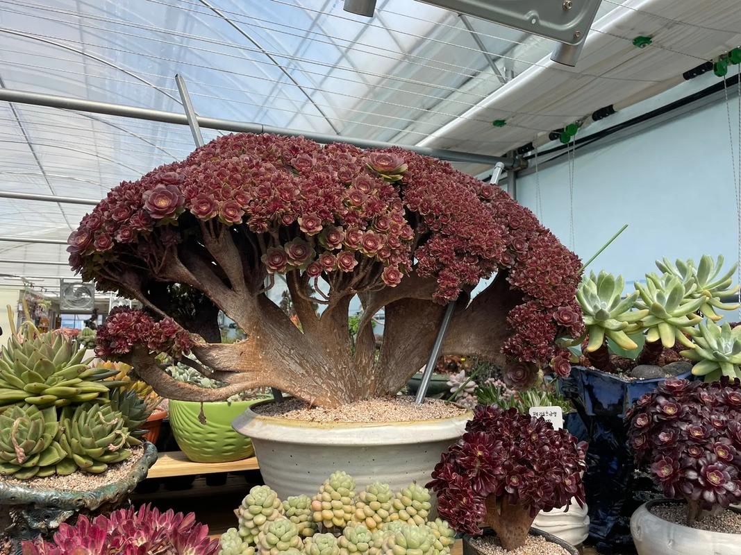 怎样诱导多肉缀化,怎么能让多肉缀化?-第5张图片-优品飞百科 怎样诱导多肉缀化,怎么能让多肉缀化?-第5张图片-优品飞百科