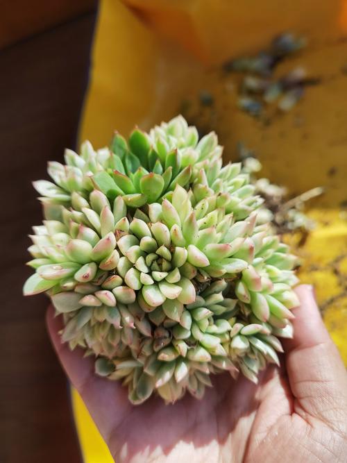 怎样诱导多肉缀化,怎么能让多肉缀化?-第6张图片-优品飞百科 怎样诱导多肉缀化,怎么能让多肉缀化?-第6张图片-优品飞百科