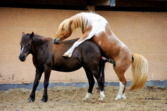 春驹繁殖方法，春驹繁殖方法图解？