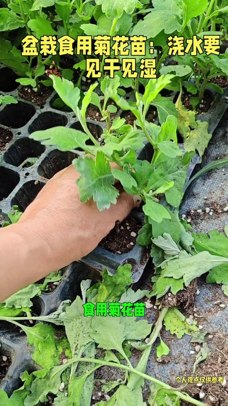 春驹繁殖方法,春驹繁殖方法图解?-第2张图片-优品飞百科 春驹繁殖方法,春驹繁殖方法图解?-第2张图片-优品飞百科