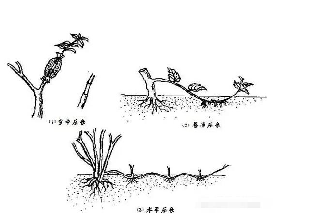 春驹繁殖方法,春驹繁殖方法图解?-第3张图片-优品飞百科 春驹繁殖方法,春驹繁殖方法图解?-第3张图片-优品飞百科