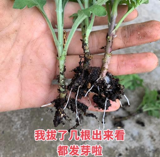 春驹繁殖方法,春驹繁殖方法图解?-第6张图片-优品飞百科 春驹繁殖方法,春驹繁殖方法图解?-第6张图片-优品飞百科