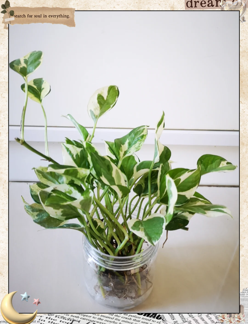 黄金葛怎么养,黄金葛怎么养才能开花?-第2张图片-优品飞百科 黄金葛怎么养,黄金葛怎么养才能开花?-第2张图片-优品飞百科