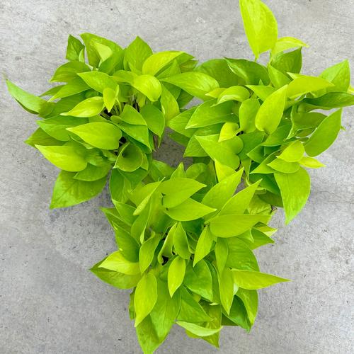 黄金葛怎么养,黄金葛怎么养才能开花?-第3张图片-优品飞百科 黄金葛怎么养,黄金葛怎么养才能开花?-第3张图片-优品飞百科