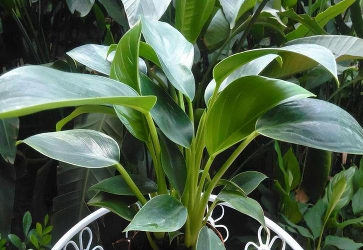 黄金葛怎么养,黄金葛怎么养才能开花?-第4张图片-优品飞百科 黄金葛怎么养,黄金葛怎么养才能开花?-第4张图片-优品飞百科