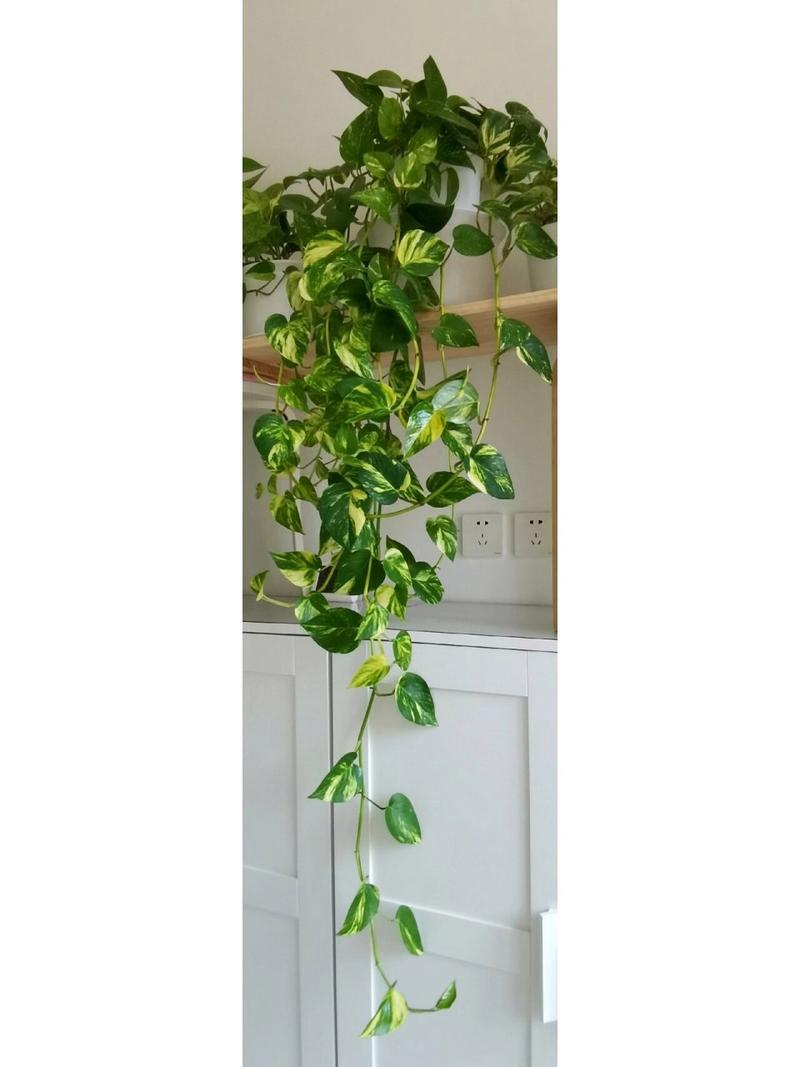 黄金葛怎么养,黄金葛怎么养才能开花?-第5张图片-优品飞百科 黄金葛怎么养,黄金葛怎么养才能开花?-第5张图片-优品飞百科