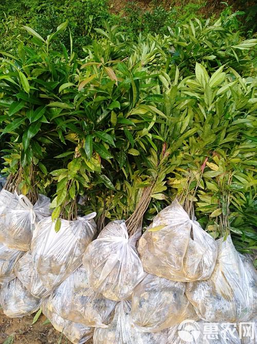 木荷的播种方法，木荷的播种方法是什么？