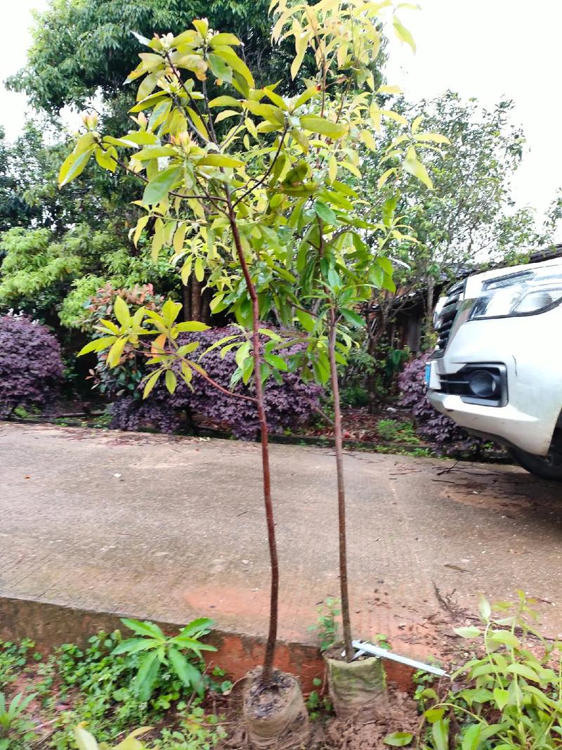 木荷的播种方法，木荷的播种方法是什么？-第2张图片-优品飞百科