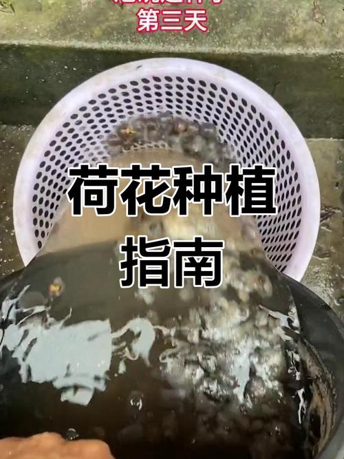 木荷的播种方法，木荷的播种方法是什么？-第4张图片-优品飞百科