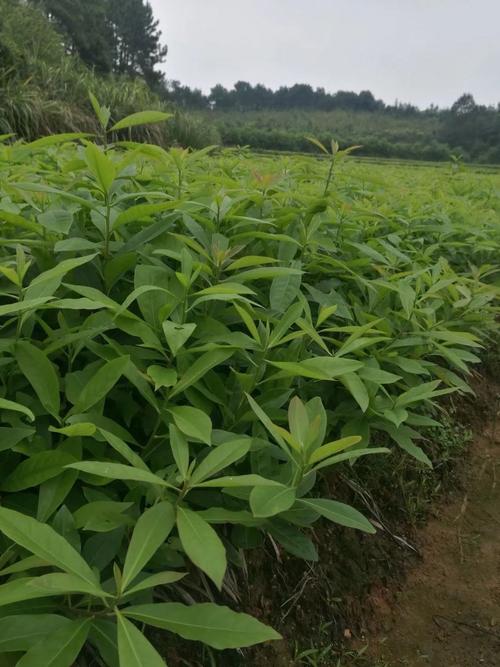 木荷的播种方法，木荷的播种方法是什么？-第5张图片-优品飞百科