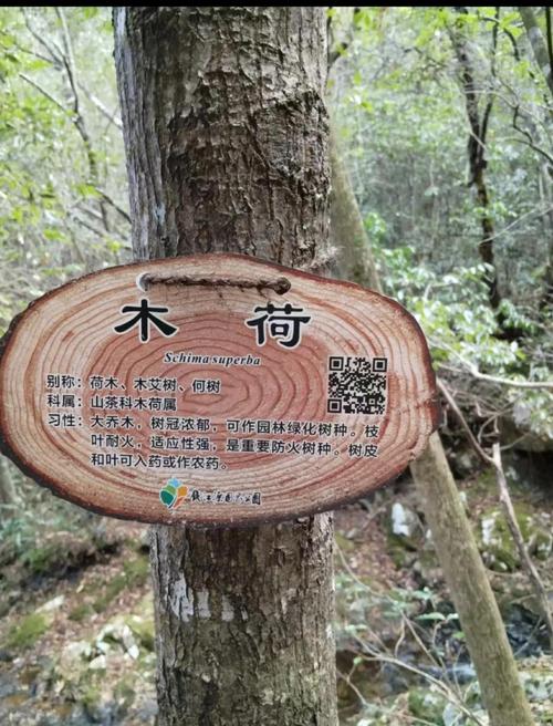 木荷的播种方法，木荷的播种方法是什么？-第6张图片-优品飞百科