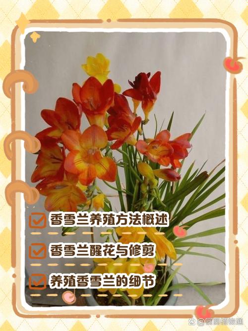 香雪兰秋天怎么养，香雪兰夏季