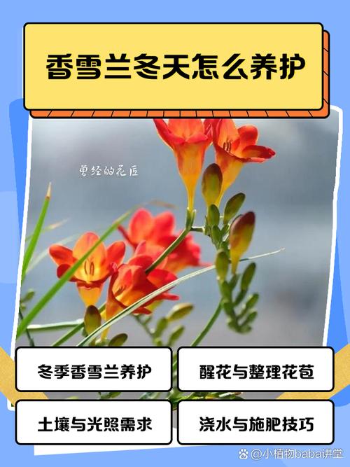 香雪兰秋天怎么养,香雪兰夏季-第2张图片-优品飞百科 香雪兰秋天怎么养,香雪兰夏季-第2张图片-优品飞百科