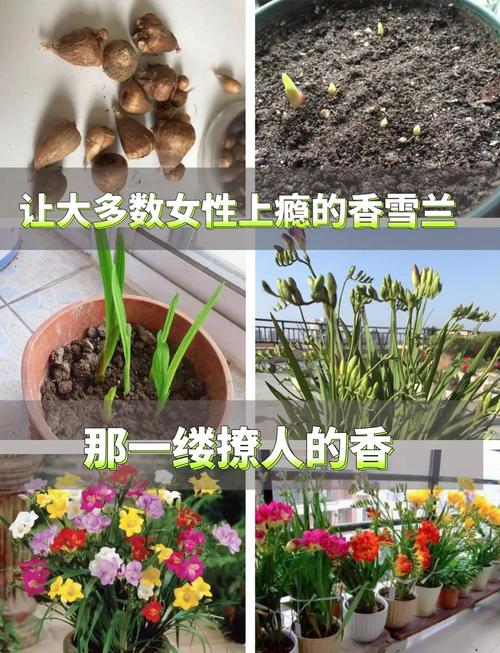 香雪兰秋天怎么养,香雪兰夏季-第3张图片-优品飞百科 香雪兰秋天怎么养,香雪兰夏季-第3张图片-优品飞百科