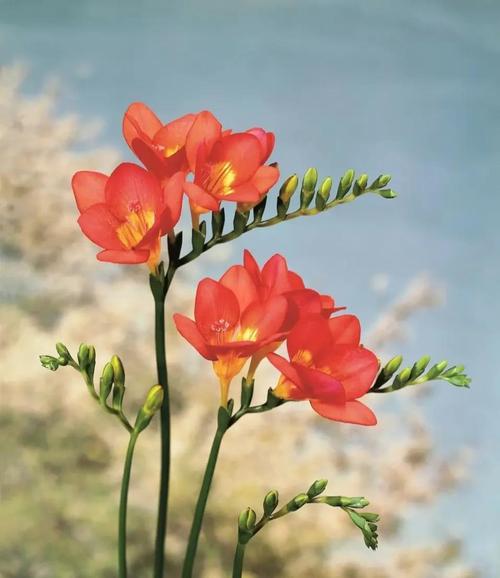 香雪兰秋天怎么养,香雪兰夏季-第4张图片-优品飞百科 香雪兰秋天怎么养,香雪兰夏季-第4张图片-优品飞百科